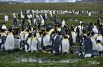 Salisbury Plain, na Geórgia do Sul, a 2a maior colônia de pinguins rei do mundo!